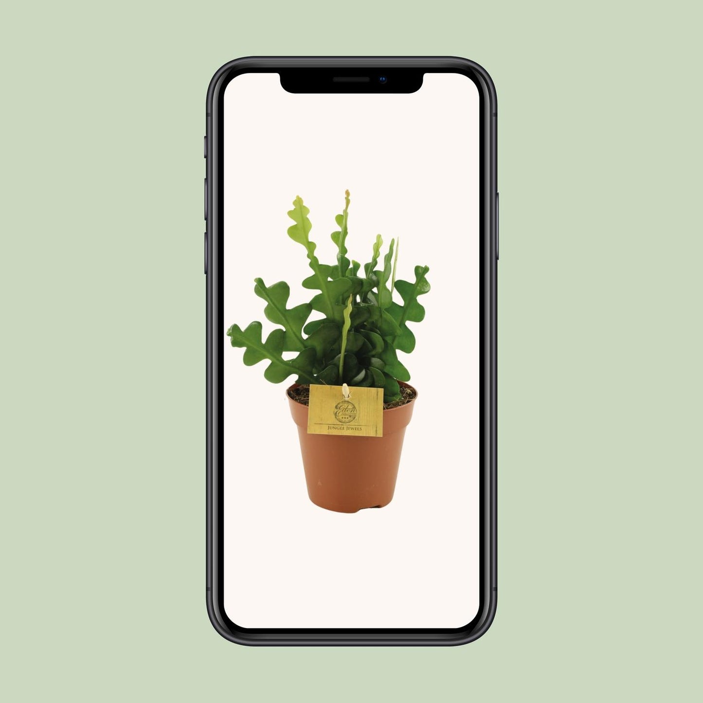 Epiphyllum Anguliger – Fischgrät-Kaktus Ø12cm, 30cm hoch