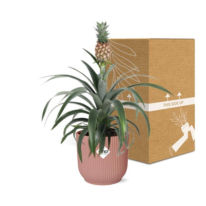 Ananas Mi Amigo in ELHO Vibes Fold 14cm – Tropische Zimmerpflanze