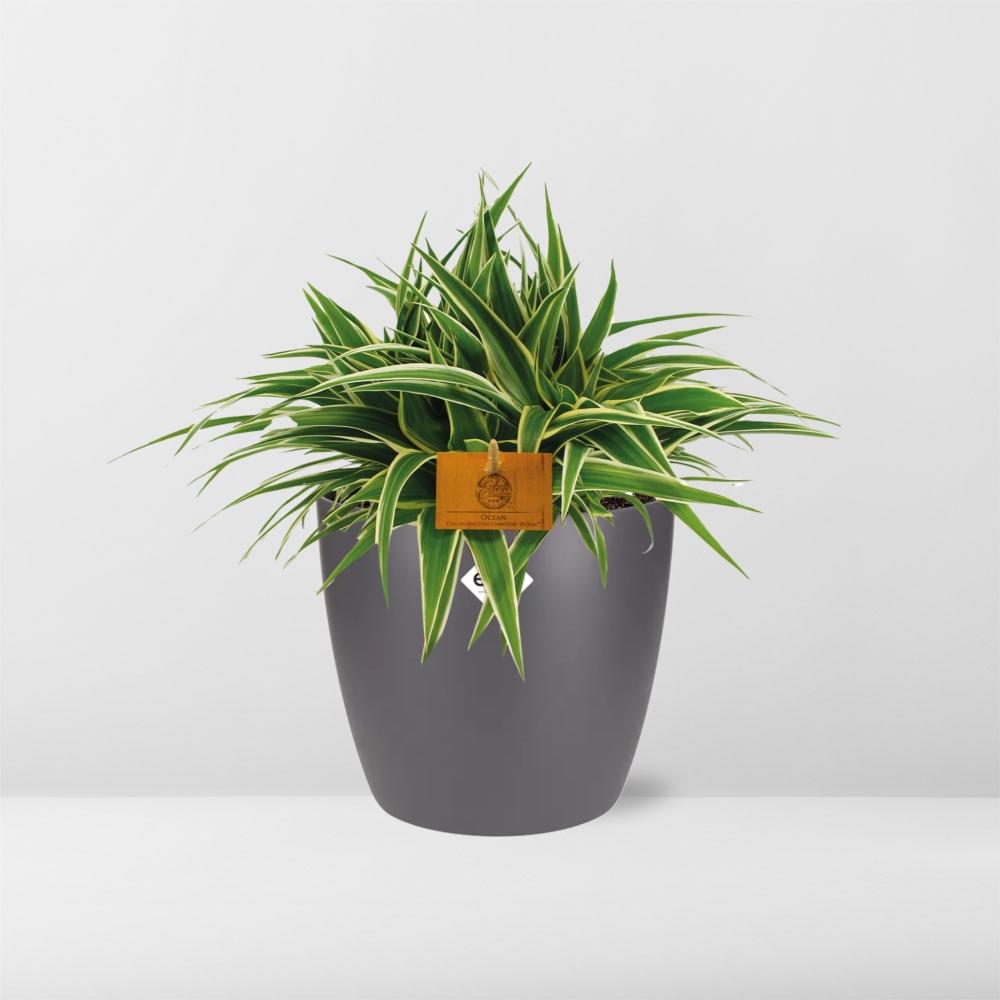 Chlorophytum Ocean 15cm im ELHO Brussels Topf anthrazit
