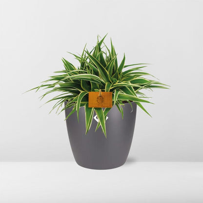 Chlorophytum Ocean 15cm im ELHO Brussels Topf anthrazit