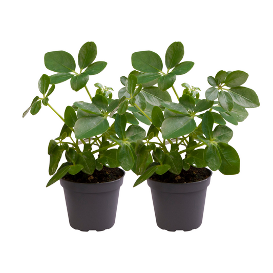 Schefflera Arboricola 2er Set – Pflegeleichte Zimmerpflanze Ø12cm