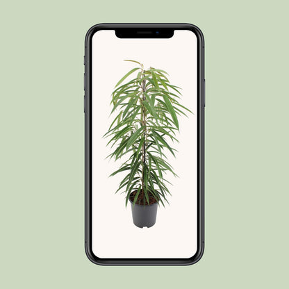 Ficus Binnendijkii Alii – Pflegeleichte luftreinigende Zimmerpflanze Ø21cm