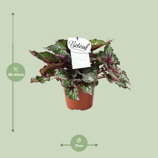 Begonia Beleaf Alaska Creek – Pflegeleichte Zimmerpflanze Ø17cm