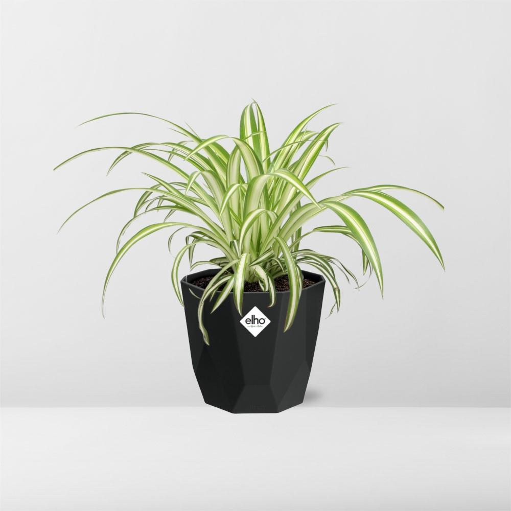 Chlorophytum Comosum Variegatum – Pflegeleichte Grünlilie 14cm
