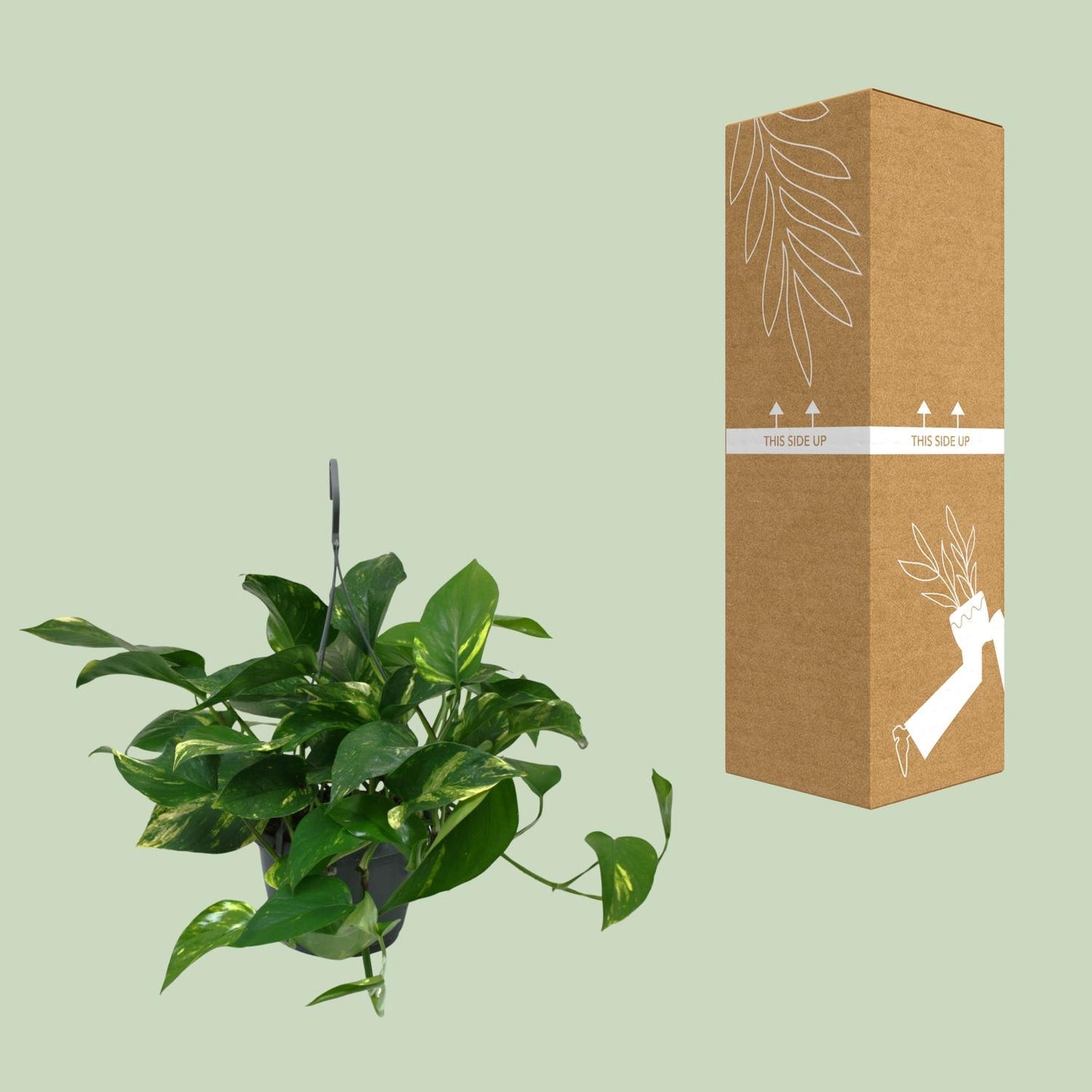 Scindapsus Epipremnum – Pflegeleichte Zimmerpflanze Ø15cm