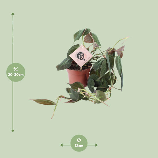 Philodendron Micans – Pflegeleichte tropische Zimmerpflanze Ø12cm