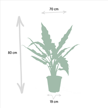 Alokasie Duo: Exotische Zimmerpflanzen 60-75 cm
