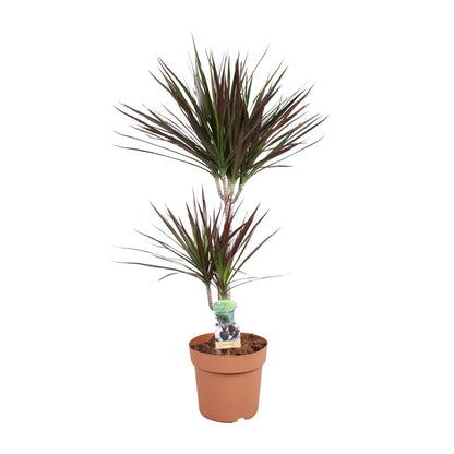 Drachenbaum Magenta – 90 cm pflegeleichte Zimmerpflanze