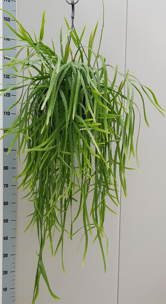 Rhipsalis Holviana – pflegeleichte Zimmerpflanze Ø25cm