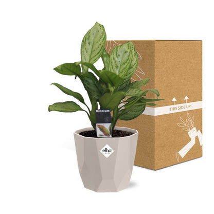 Aglaonema Christina – Pflegeleichte Glücksfeder im Warmgrau Topf