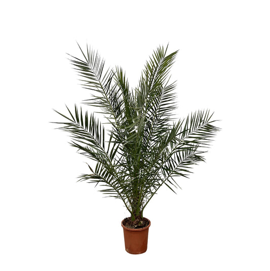 Phoenix Canariensis – Kanarische Dattelpalme 180 cm