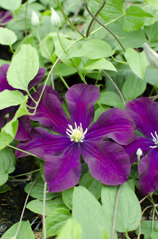 4x Clematis Warszawska Nike – Große dunkelrote Blüten