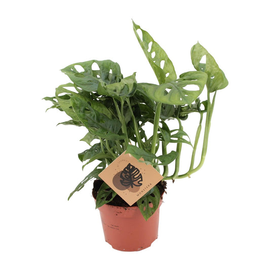 Monstera Monkey Leaf – Pflegeleichte Tropische Zimmerpflanze Ø12cm