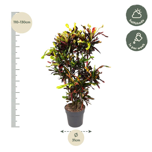Codiaeum Mammi vertakt – Bunte, pflegeleichte Zimmerpflanze 120 cm
