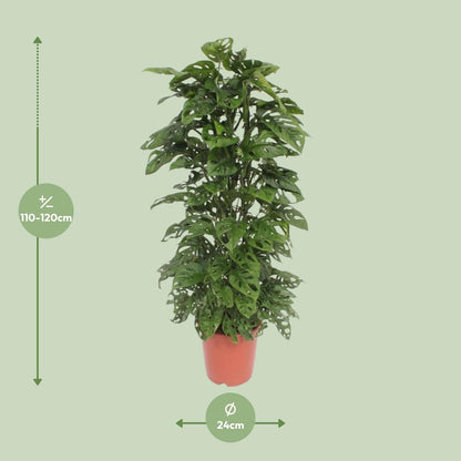 Monstera Monkey Leaf – Tropische Zimmerpflanze Ø24cm