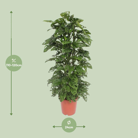 Monstera Monkey Leaf – Tropische Zimmerpflanze Ø24cm