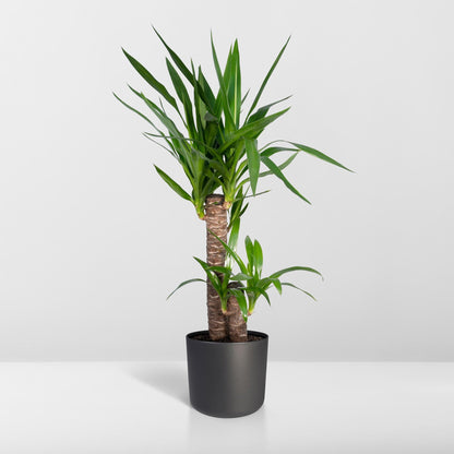 Yucca Elephantipes – Pflegeleichte Zimmerpflanze Ø17cm