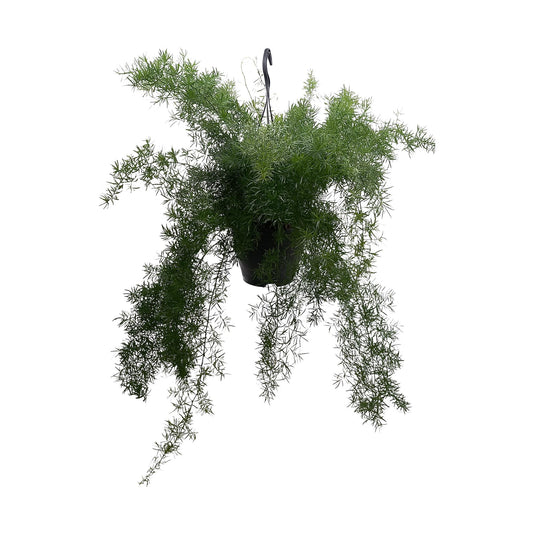Asparagus Densiflorus 'Sprengeri' – Pflegeleichte Zimmerpflanze Ø19cm