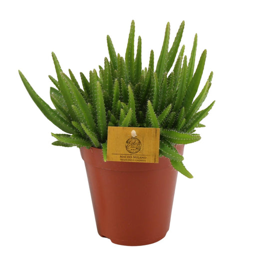 Hylocereus Undatus Kaktus Ø15cm, 20cm hoch – Pflegeleicht & Modern