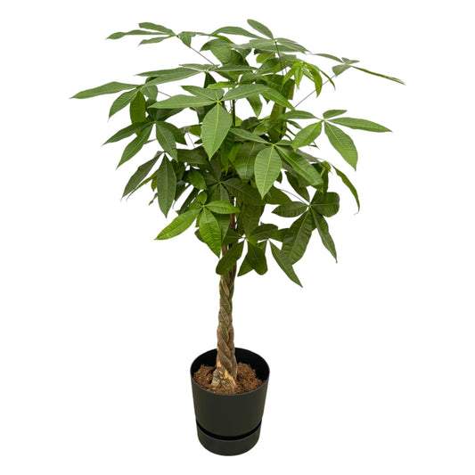 Pachira Aquatica Geldbaum mit Elho Greenville Topf – 140 cm