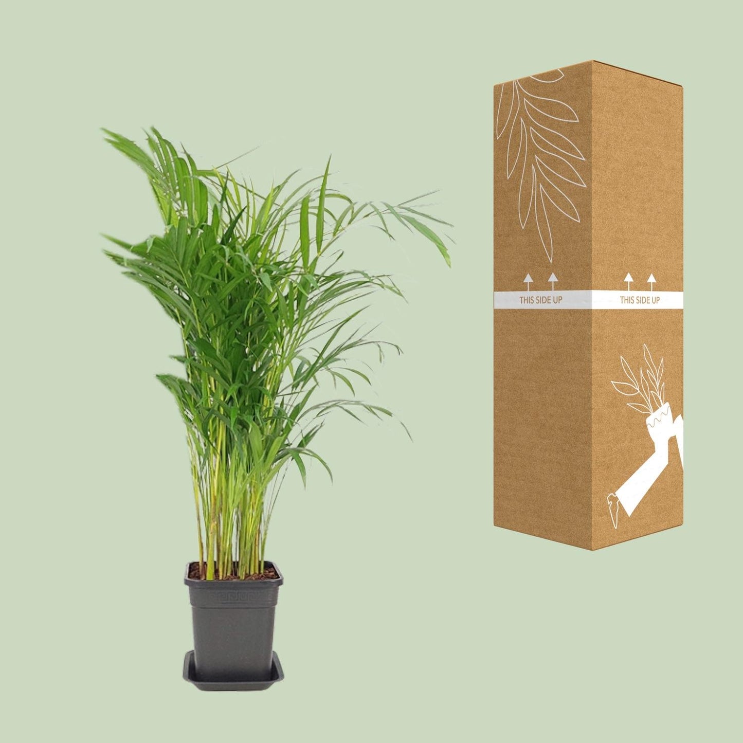 Dypsis Lutescens – Pflegeleichte Zimmerpflanze Ø21cm, 100cm hoch