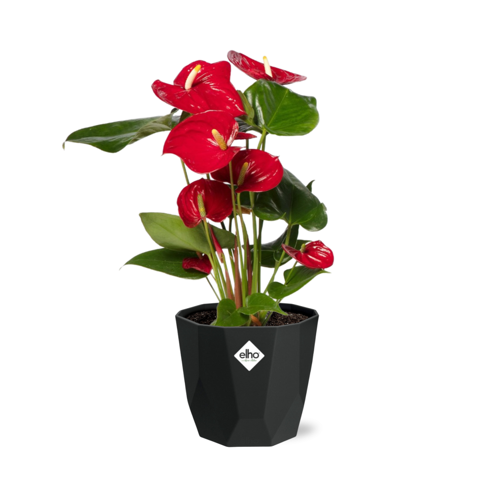 Anthurium Red 12 cm im schwarzen Zierkübel