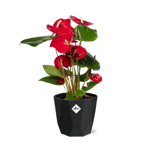 Anthurium Red 12 cm im schwarzen Zierkübel