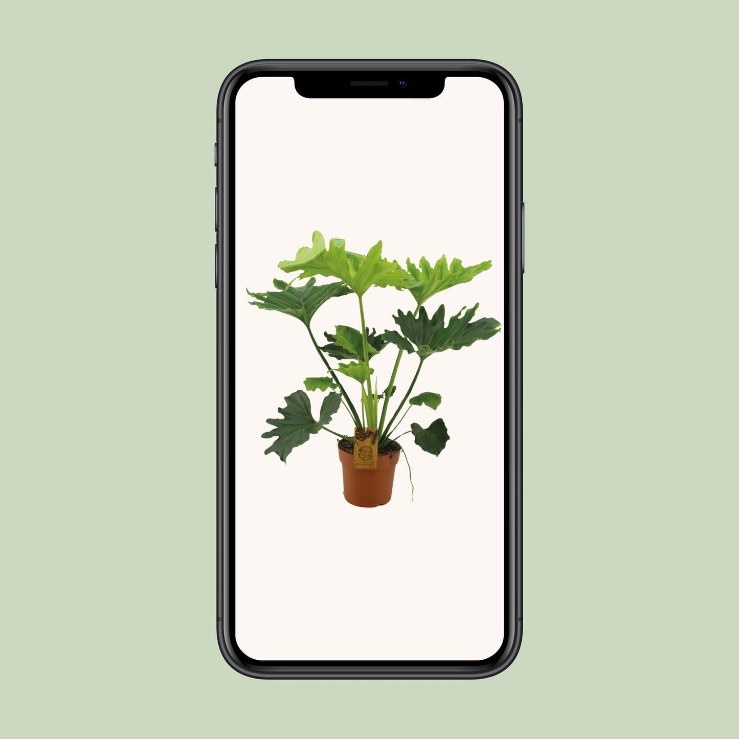 Philodendron Selloum Elefantiana Ø21cm, ca. 100cm hoch