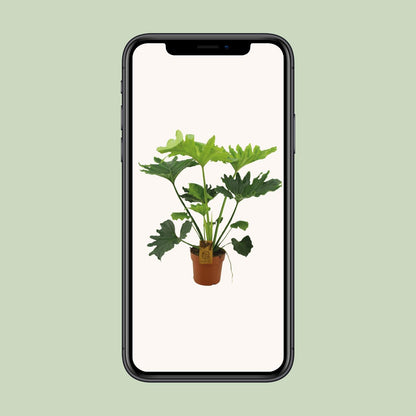 Philodendron Selloum Elefantiana Ø21cm, ca. 100cm hoch