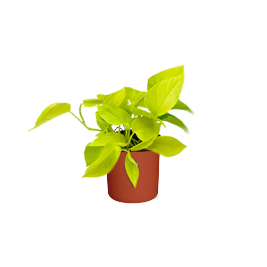 Epipremnum Pinnatum 'Golden Pothos' – pflegeleichte Zimmerpflanze 14 cm
