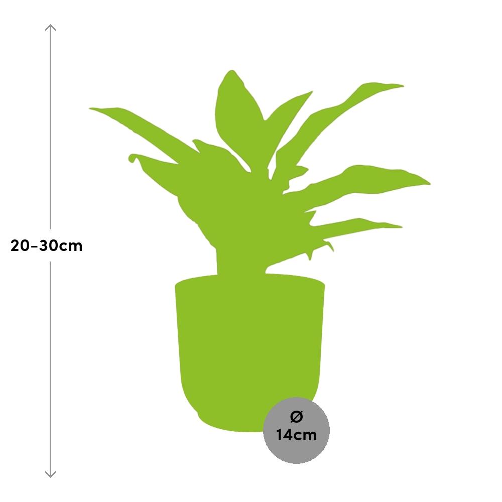 Aglaonema Crete in ELHO Vibes Fold 14 cm rosa – Luftreinigende Zimmerpflanze