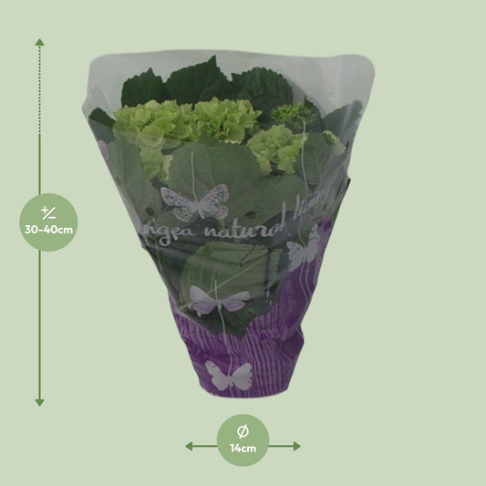 Endless Hydrangea – Elegante Zimmerhortensie Ø14cm