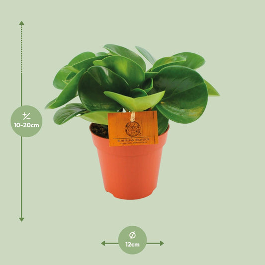 Peperomia Obtusifolia – Pflegeleichte Zimmerpflanze Ø12 cm