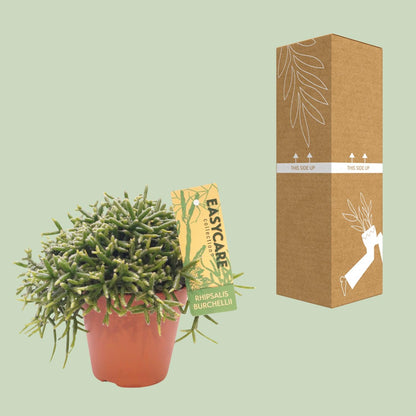 Rhipsalis Burchellii – Pflegeleichter Hängekaktus Ø12cm