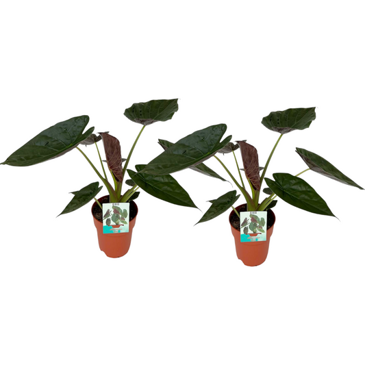 Alocasia Wentii Zimmerpflanze – 2er Set, Ø19cm, ca. 85cm hoch