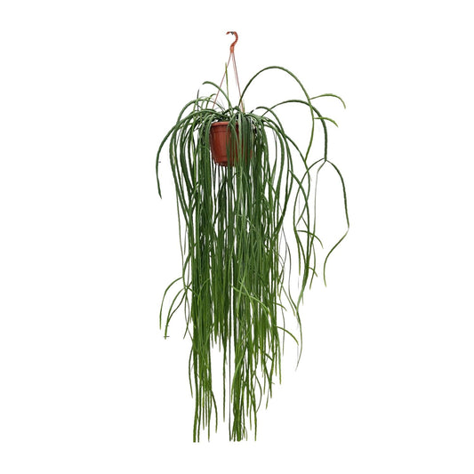 Lepismium Bolivianum – Pflegeleichter Hängekaktus Ø20cm