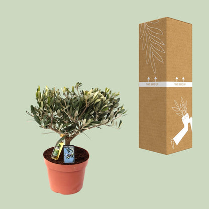 Olea Olijf – Pflegeleichte Olivenpflanze Ø15 cm