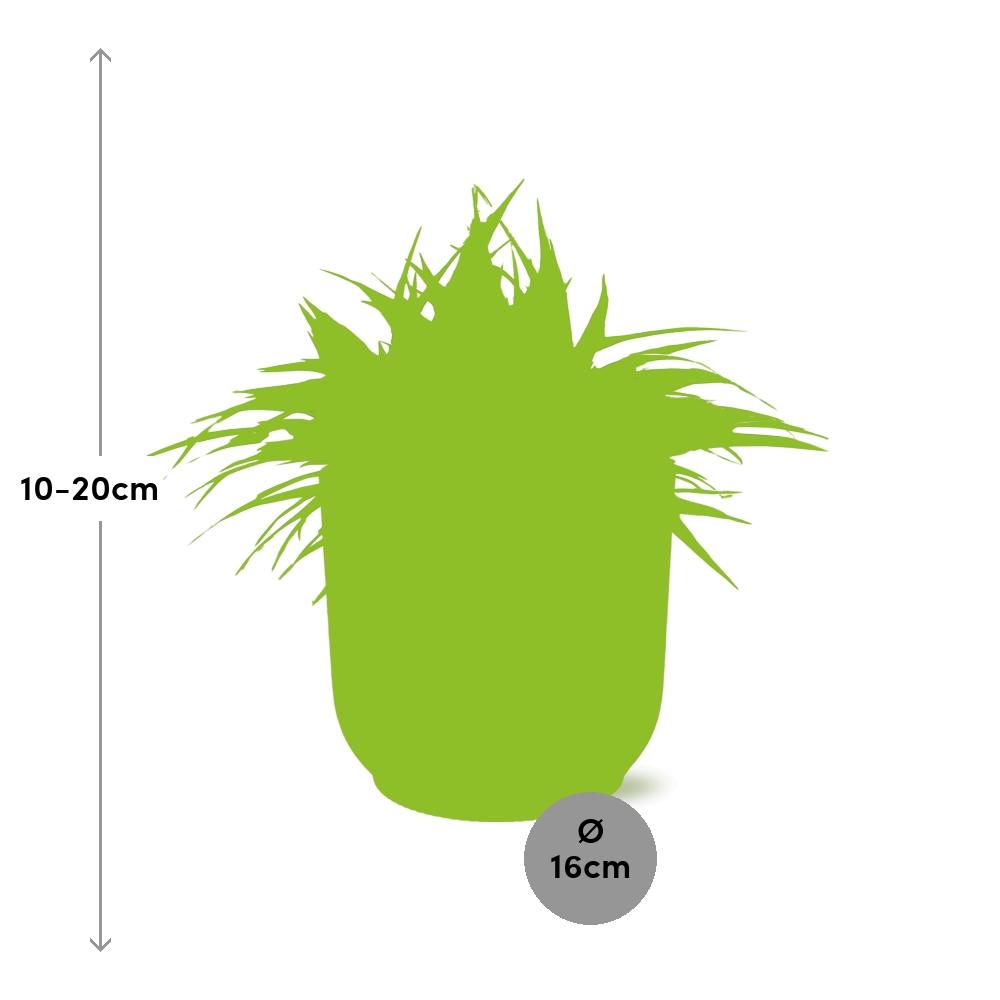 Chlorophytum Ocean 15cm im ELHO Vibes Fold Topf rosa