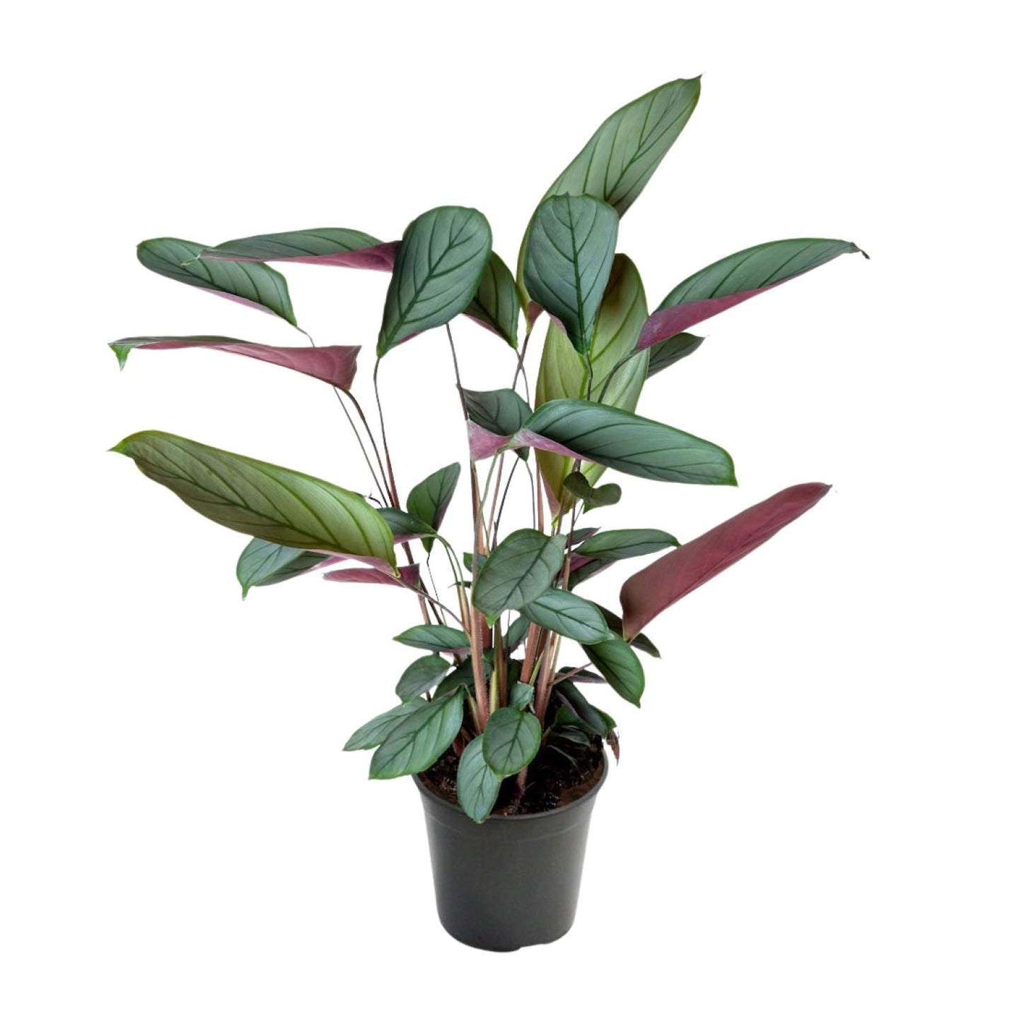Ctenanthe Setosa – Pflegeleichte Zimmerpflanze Ø17cm