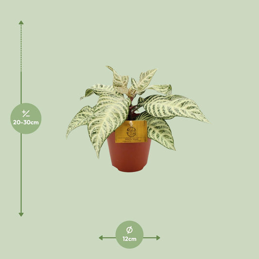Aphelandra 'White Wash' – Zebra-Pflanze Ø25cm, pflegeleicht & dekorativ