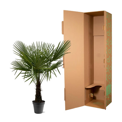 Trachycarpus Fortuneii Palme – Robust & Pflegeleicht, 160-180 cm