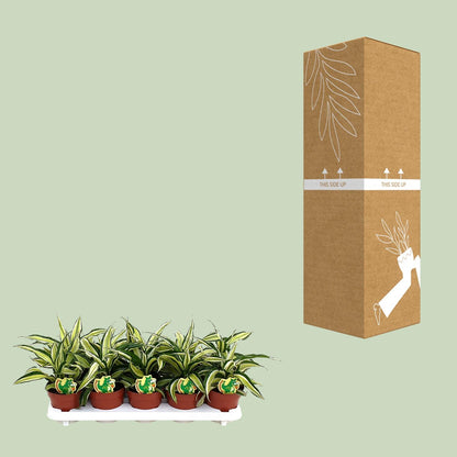 Dracaena Malaika – Exotische, pflegeleichte Zimmerpflanze Ø12cm