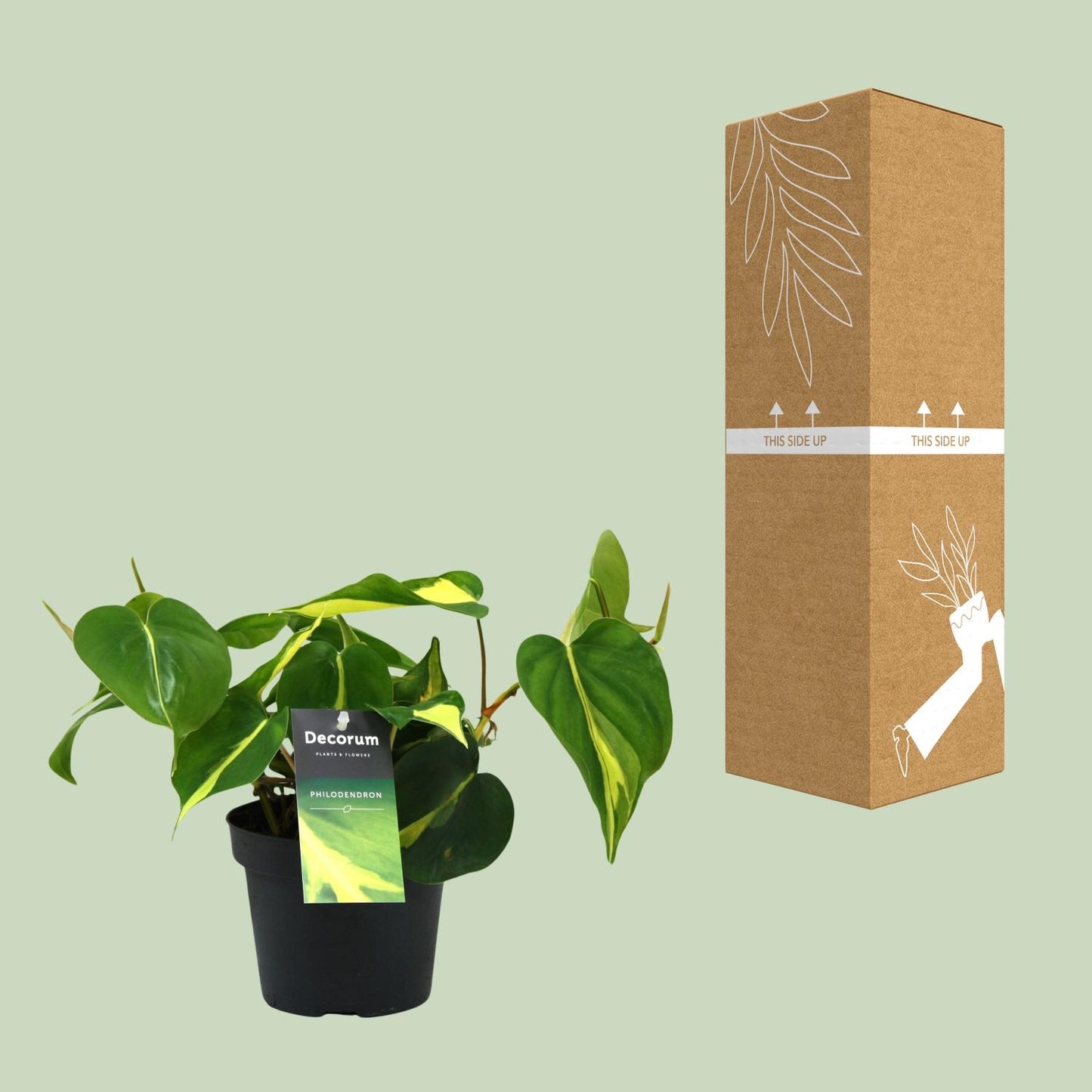 Philodendron Brasil Scandens – Pflegeleichte Zimmerpflanze Ø12cm