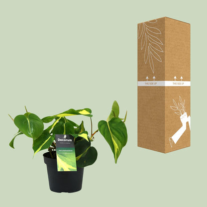 Philodendron Brasil Scandens – Pflegeleichte Zimmerpflanze Ø12cm