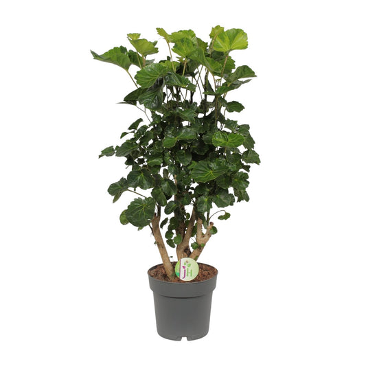 Aralie 'Lemon Lime' – Tropische, pflegeleichte Zimmerpflanze Ø19cm
