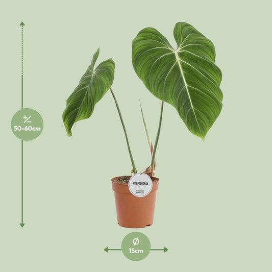 Philodendron Gloriosum Ø15cm – Pflegeleichte Zimmerpflanze