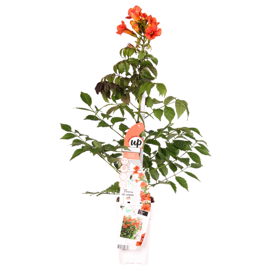 Trompetenblume Summer Jazz Fire – Kletterpflanze Ø19cm, 70cm hoch