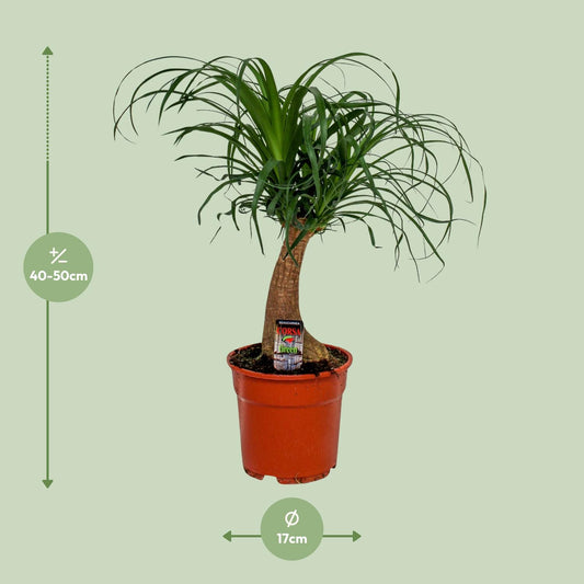 Beaucarnea Recurvata – Pflegeleichte Zimmerpflanze Ø17 cm