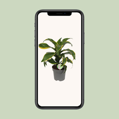 Dracaena Fragrans Grün-Gelb – Pflegeleichte Zimmerpflanze Ø17cm