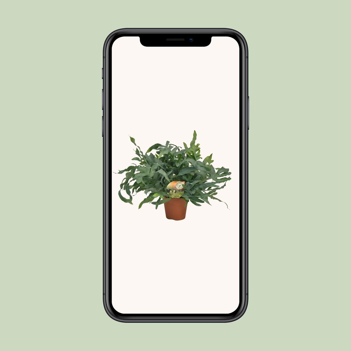 Phlebodium Blue Star – Luftreinigende Zimmerpflanze Ø17cm